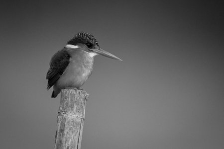 Mono malachite kingfisher on post against backgroundの写真素材