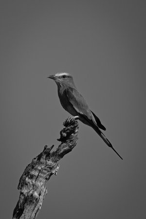 Mono lilac-breasted roller in profile on stumpの写真素材