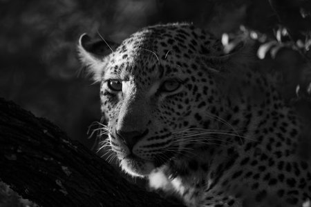 Mono close-up of side-lit leopard with catchlightの写真素材