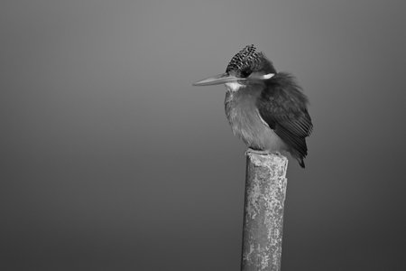 Mono malachite kingfisher staring ahead on postの写真素材