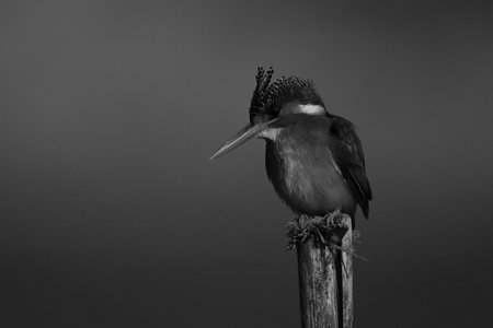 Mono malachite kingfisher on post tilting headの写真素材