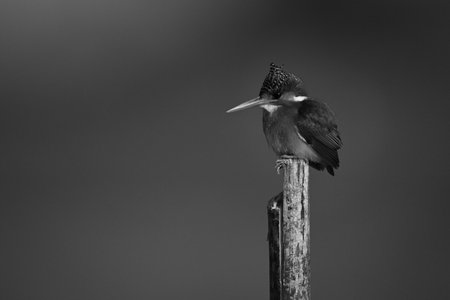 Mono malachite kingfisher stares ahead on poleの写真素材
