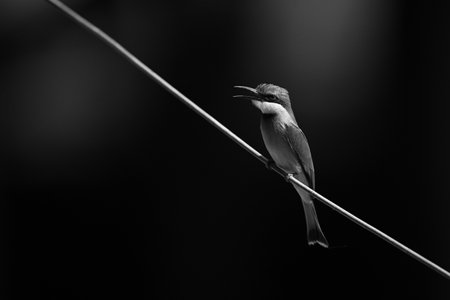 Mono little bee-eater opens beak on wireの写真素材
