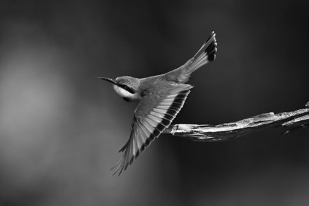 Mono little bee-eater takes off from boughの写真素材
