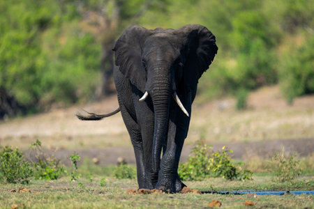 Male African elephant approaches camera along riverbank