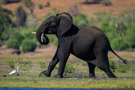 Male African bush elephant exits muddy wallow