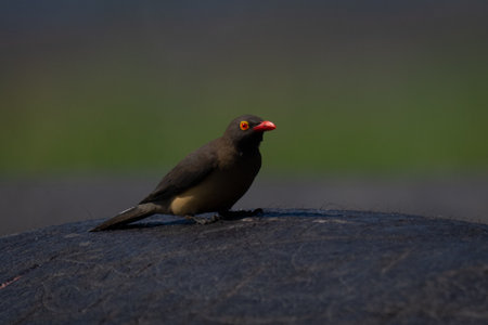 Red-billed oxpecker on rump of Cape buffaloの写真素材