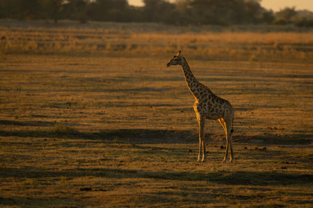 Southern giraffe stands on floodplain at sunsetの写真素材