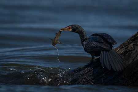 Reed cormorant fishes from stump in waterの写真素材