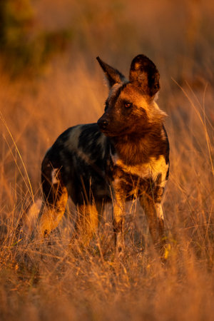 African wild dog stands watching in grassの写真素材