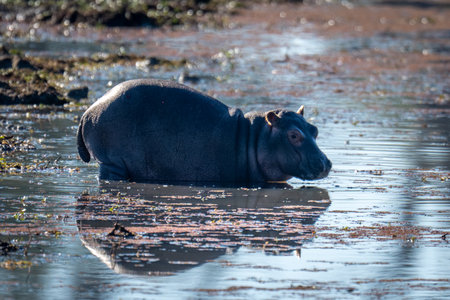 Baby hippo stands watching camera from waterholeの写真素材