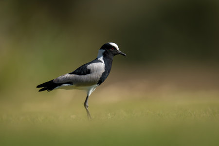 Blacksmith lapwing on short grass in sunshine