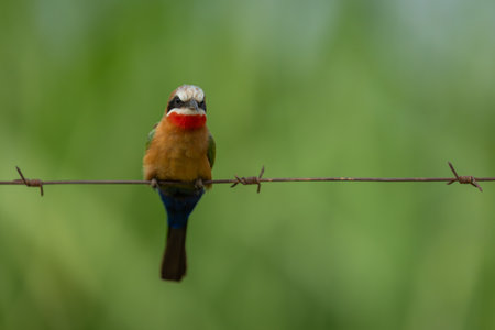 White-fronted bee-eater on barbed wire facing cameraの写真素材