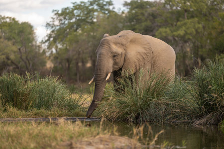 African elephant drinks at waterhole behind bushesの写真素材
