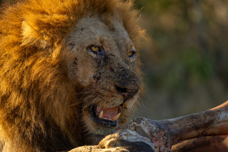 Close-up of male lion eating dead elephantの写真素材