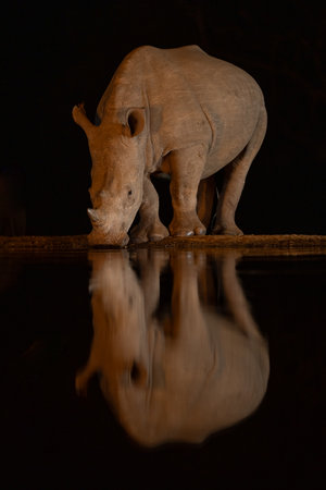 Baby white rhino stands drinking from waterholeの写真素材