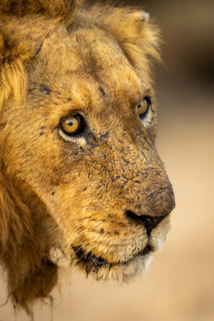 Close-up of wide-eyed male lion in shadeの写真素材