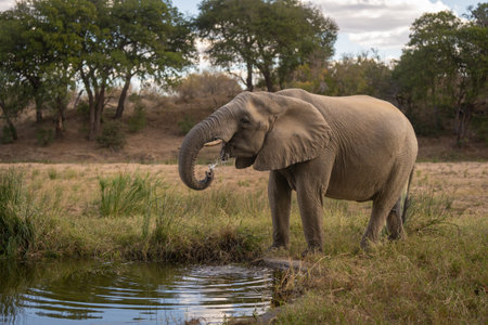 African elephant drinking from waterhole in clearingの写真素材
