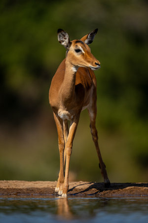 Female impala stands by waterhole with catchlightの写真素材