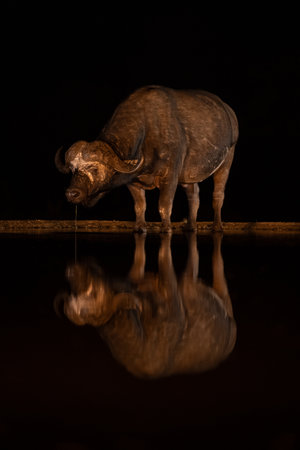 Cape buffalo stands drinking water in darknessの写真素材
