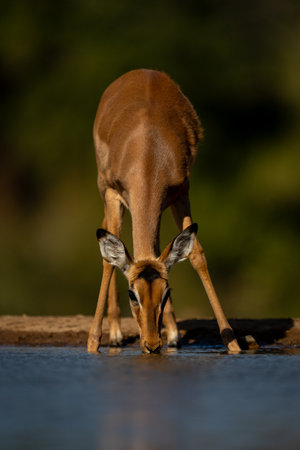 Female impala stands drinking with catchlightの写真素材