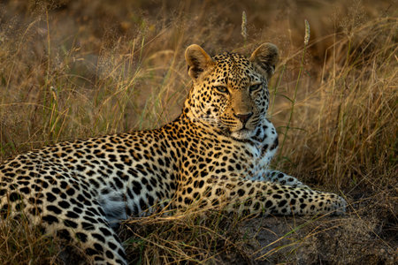 Close-up of male leopard resting in grassの写真素材