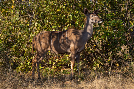 Female greater kudu stands in dappled sunlightの写真素材
