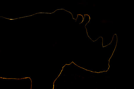 Close-up of white rhino showing rim lightingの写真素材