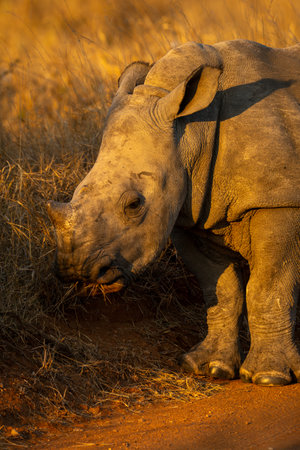 Baby white rhino stands grazing on trackの写真素材