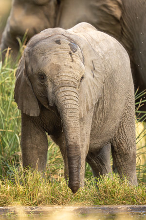 Baby African bush elephant drinking at waterholeの写真素材