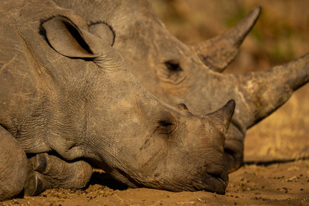 Close-up of two white rhinos sleeping side-by-sideの写真素材
