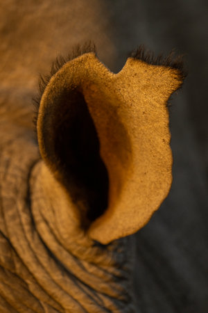 Close-up of white rhino ear in sunshineの写真素材