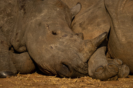 Close-up of young white rhino lying asleepの写真素材