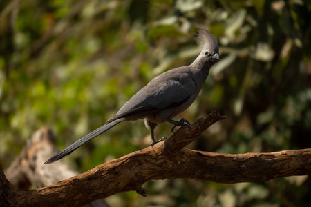 Grey go-away-bird walks up branch in sunshineの写真素材