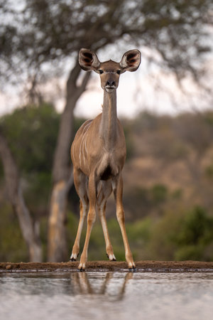 Female greater kudu stands by waterhole staringの写真素材