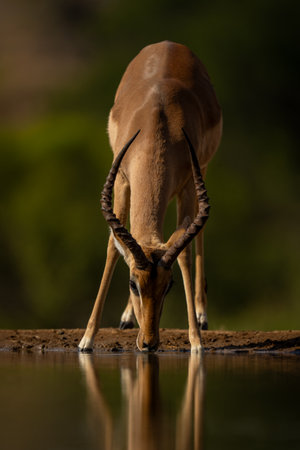 Close-up of male impala standing drinking waterの写真素材