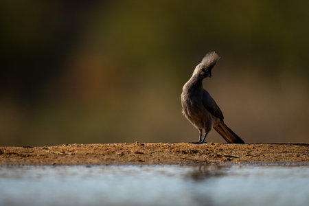 Grey go-away-bird cocking head by sunlit waterholeの写真素材