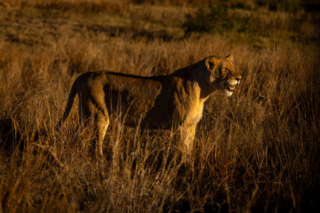 Lioness stands in profile with open mouthの写真素材