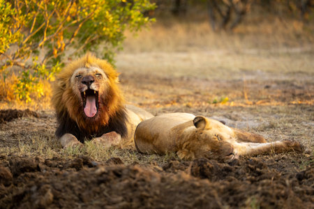 Male lion lies yawning widely beside lionessの写真素材