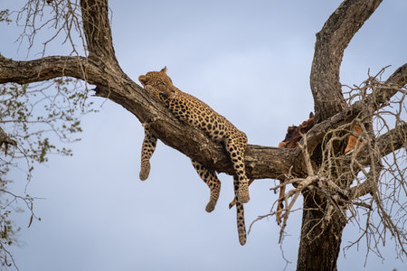 Male leopard lies dangling legs from branchの写真素材