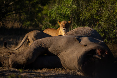 Lion stands watching camera over elephant carcassの写真素材