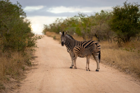 Plains zebra stands by foal on trackの写真素材