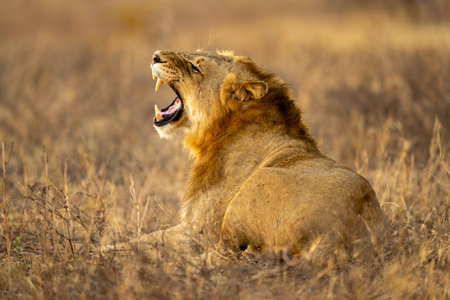 Male lion lies on grass yawning widelyの写真素材