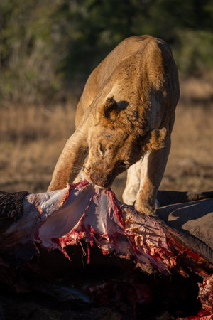 Lioness stands pulling skin off African elephant carcaseの写真素材