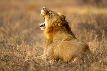 Male lion lies yawning widely on grassの写真素材