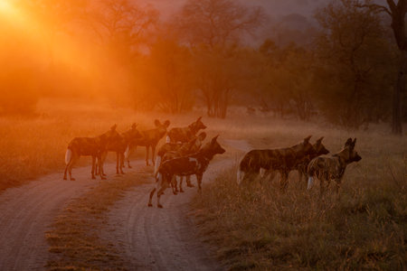 Pack of African wild dogs at dawnの写真素材