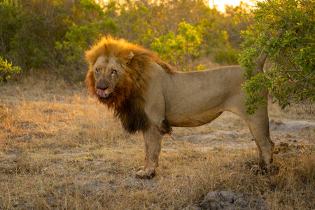 Male lion stands by bush marking territoryの写真素材