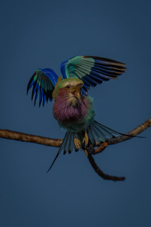 Lilac-breasted roller flies from branch opening beakの写真素材