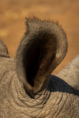 Right ear of white rhino in sunの写真素材