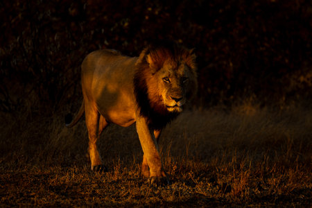 Male lion walks toward camera with catchlightの写真素材